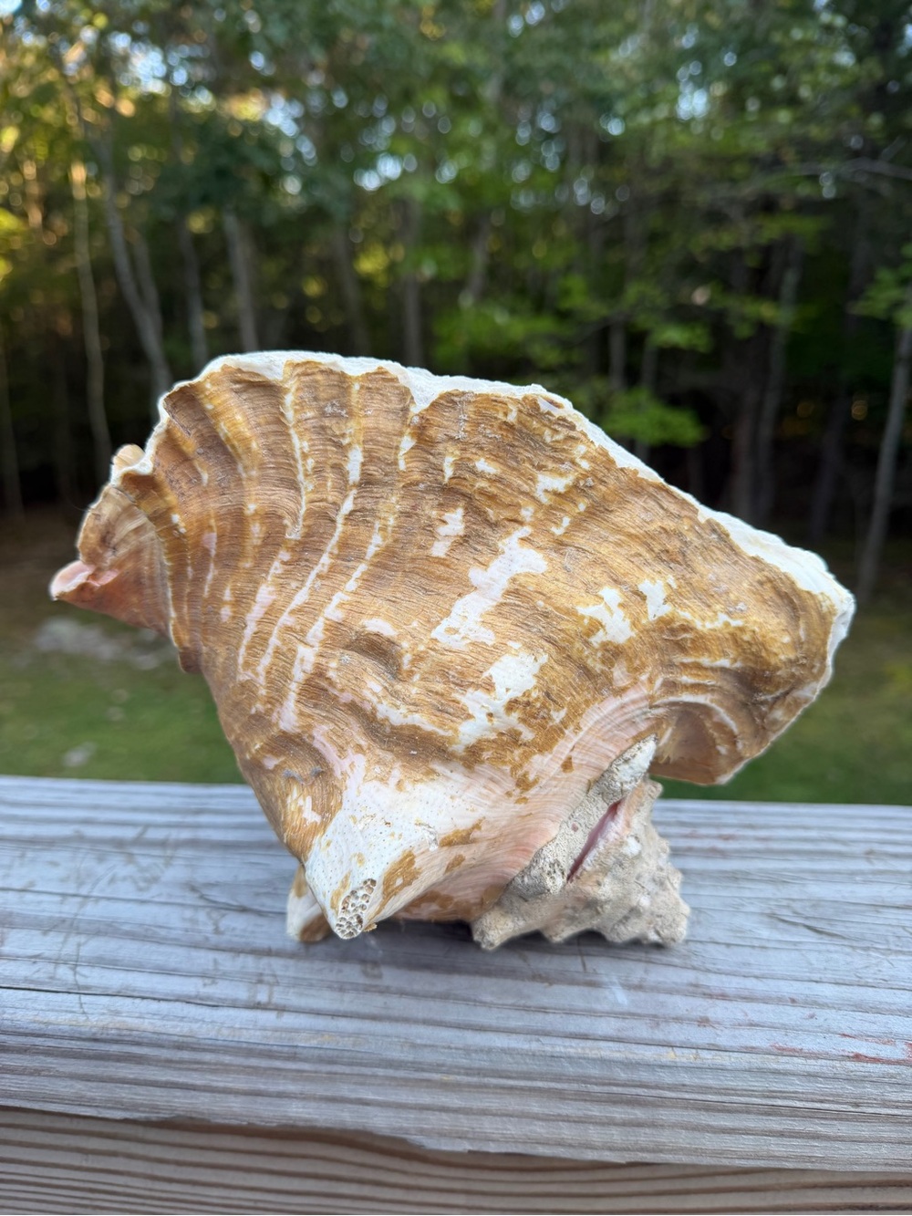 Queen Conch SeaShell - Picture 8 of 12